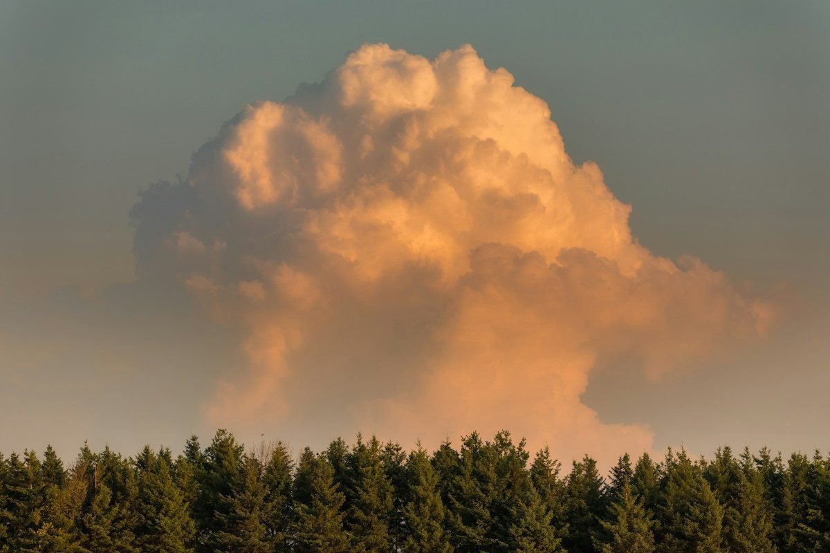 A tall storm cloud lit by evening sun above a line of trees